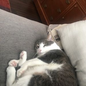 Meet your Posher, Morgan